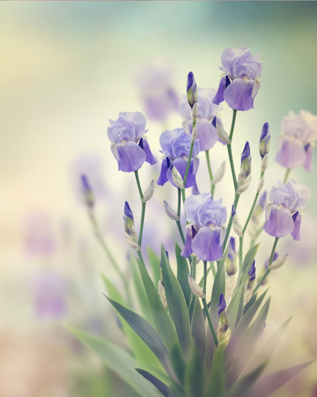 Ovulation Induction flower purple