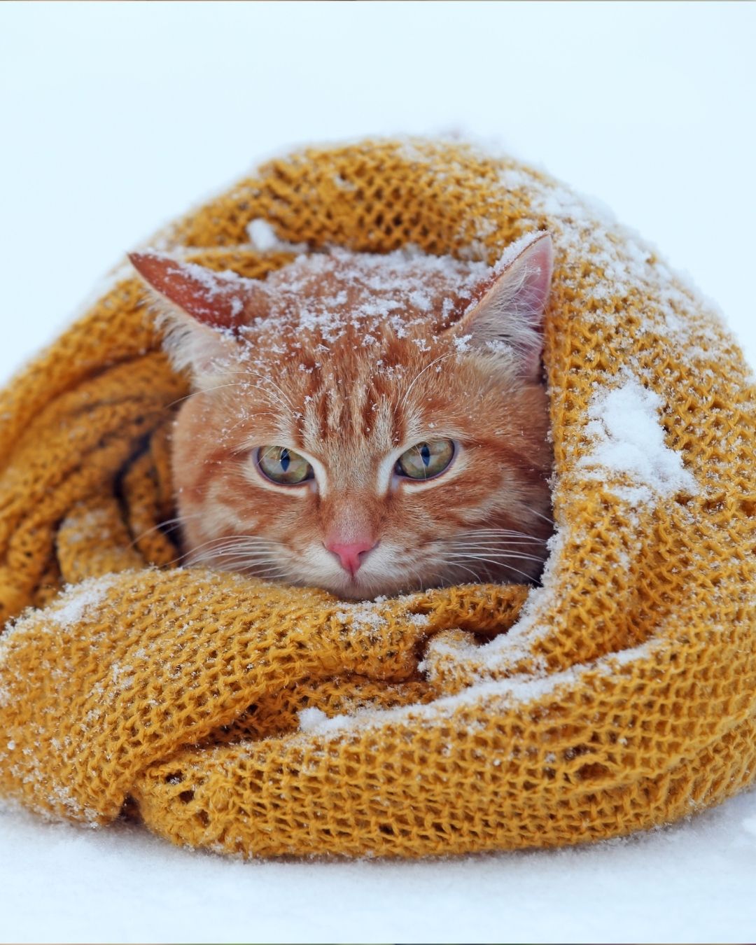 cat in ice and cold