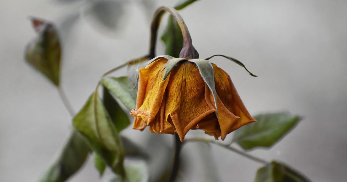 rose wilted