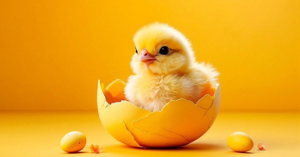 Small Chicken