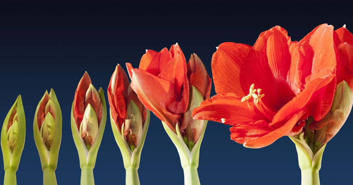 flower time lapse