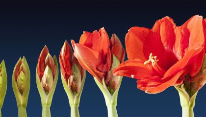 flower time lapse