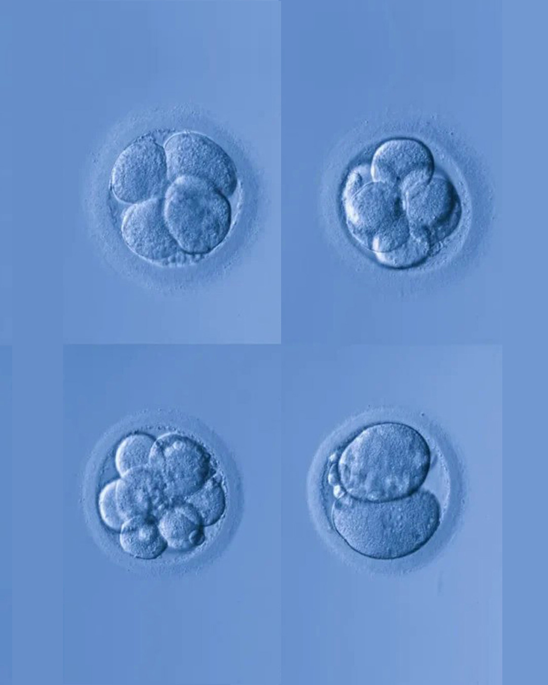 ivf hatch