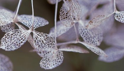 Leaves decoration