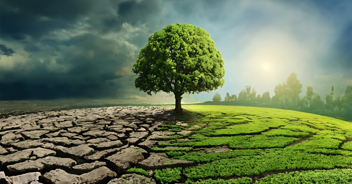 Green Tree and dry land