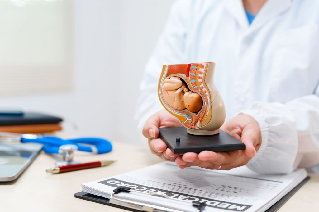 Ein Arzt hält ein detailliertes anatomisches Modell einer Gebärmutter mit Fötus, das den Ablauf der IUI-Behandlung bei FertUlity veranschaulicht.
