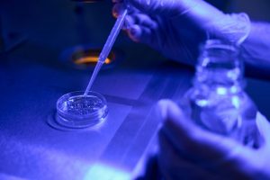 Lab specialist carefully handles embryo in petri dish under blue light, ensuring precision during ivf laboratory procedures.