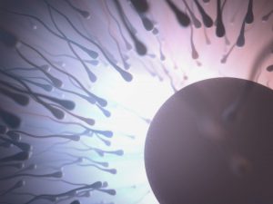 Zymot-sortierte Spermien umgeben eine Eizelle und symbolisieren den Erfolg der IVF bei Fertility.